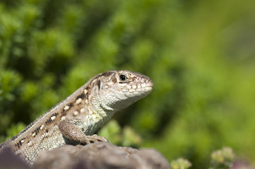 Sand lizard (Lacerta agilis) female