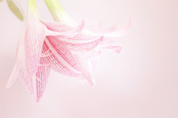 Obraz na płótnie Canvas pink lily flower in vintage color background 