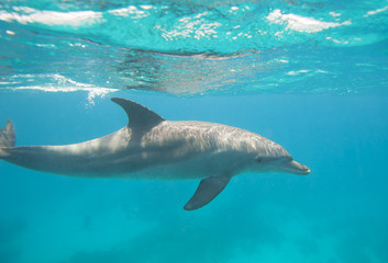 Bottlenose dolphin swimming in a lagoon