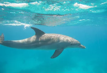 Keuken foto achterwand Dolfijn Tuimelaars zwemmen in een lagune