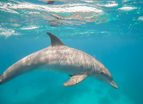 Bottlenose dolphin swimming in a lagoon