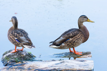 two duck