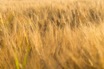 Wheat field