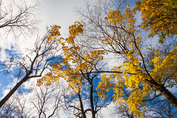 Fototapeta premium fall leaves trees