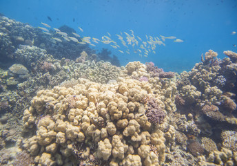 Naklejka na ściany i meble Underwater tropical coral reef