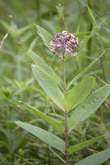 Pink Milkweed Flower