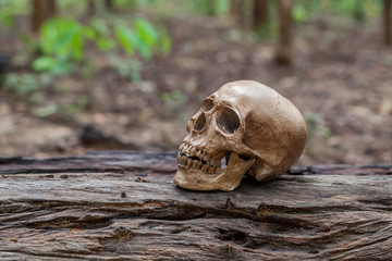 The skull is placed on the timber
