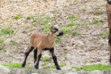wild goat