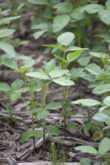 Closeup of Soybean Plants