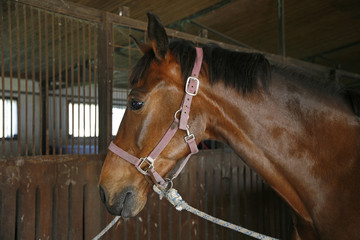 Side view head shot of a young stallion