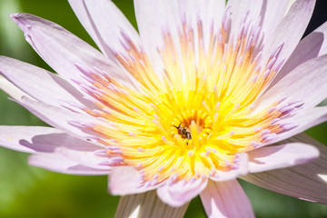 closeup lotus flower