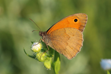 Butterfly - Meadow brown (Maniola jurtina)