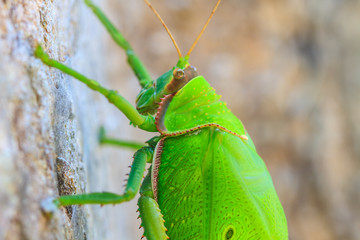 grasshopper macro on tree