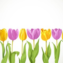 Vector yellow and purple flowers tulips seamless background