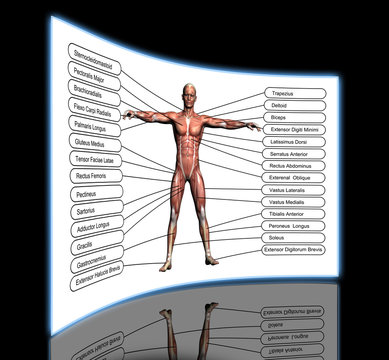 High resolution concept or conceptual 3D human anatomy