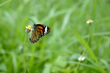 Butterfly and wind flower in Nature