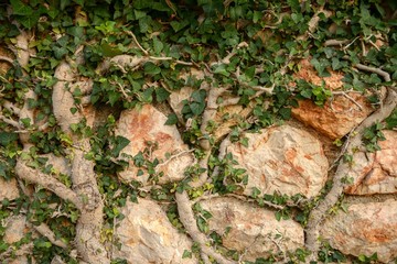 Green moss on tree trunk