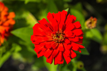 Flower in garden