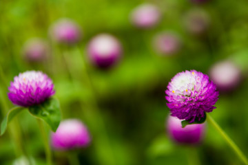 Fototapeta premium Flower in garden