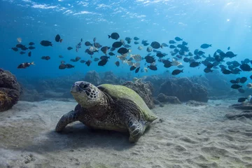 Foto auf Acrylglas Schildkröte Schildkröte und Fischband