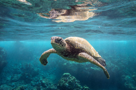 Green Sea Turtle at Surface