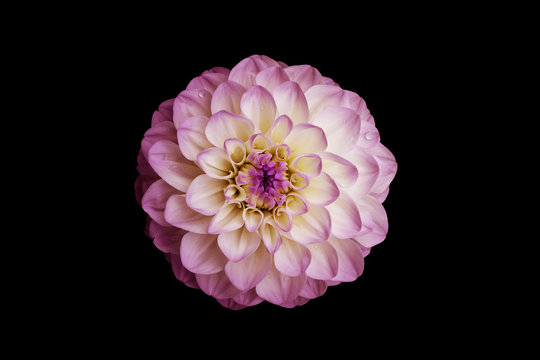 Flower, isolated black background, dahlia, white, yellow, pink, lilac