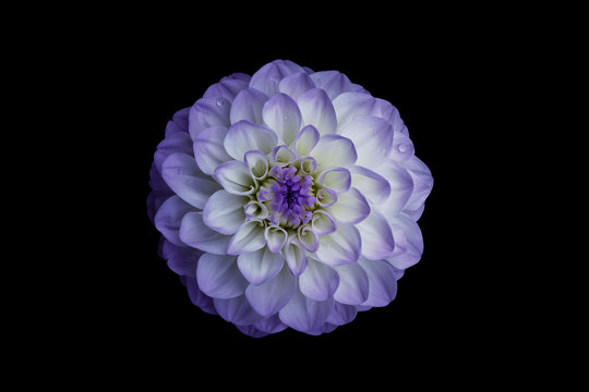 Flower, isolated black background, dahlia, white,  lilac, purple, blue