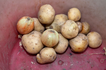 collected vegetables