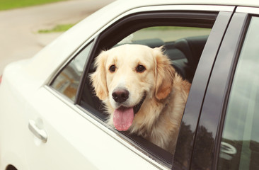 Golden Retriever dog sits in the car and looking out the window