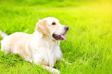 Portrait of beautiful Golden Retriever dog lying on the green gr