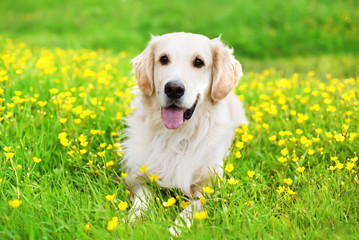 Portrait of beautiful Golden Retriever dog lying on the green gr