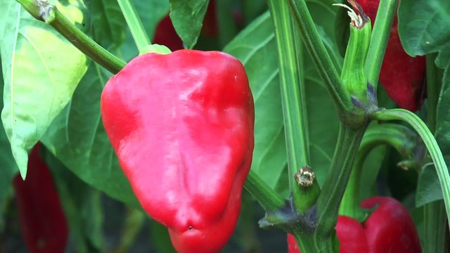 Red pepper on the branch