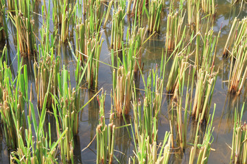 Rice plant