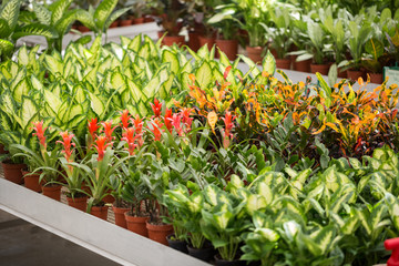 Fototapeta na wymiar Flowers in modern greenhouse - houseplants
