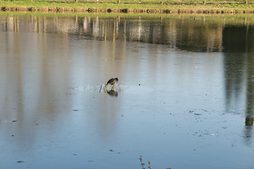 bird on frozen lake