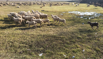 lambs and sheep in the flock