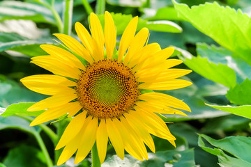Fresh sunflower natural blooming.