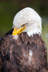 Haliaeetus leucocephalus - bald eagle closeup.