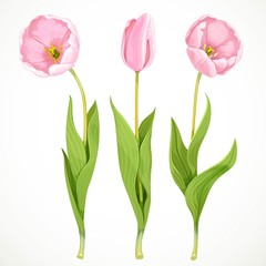 Three vector pink tulips isolated on a white background