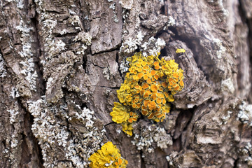 lichen and mushrooms on tree bark
