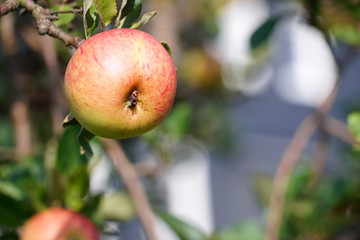 apple on a tree