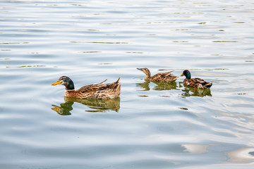 Fototapeta premium Domestic Mallard Ducks Swimming in the Pond