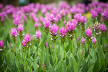Obraz na płótnie Canvas Siam tulip flowers in the garden.