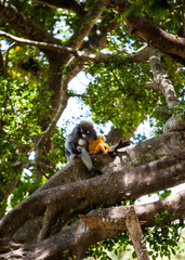 Dusky leaf monkey or Spectacled langur