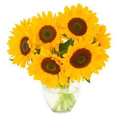 Obraz premium one bight sunflower
