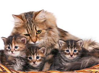 Siberian kittens