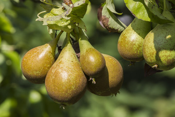 ripe pears on tree