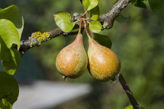 ripe pears on tree