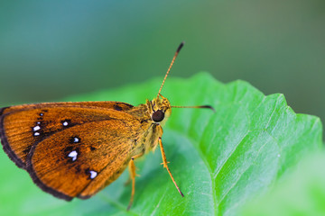 Butterfly on a green leave in nature.