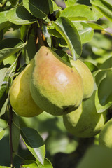 ripe pears on tree